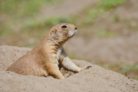 Black-tailed prairie dog (Cynomys ludovicianus) at the burrow, captive, occurrence in North America