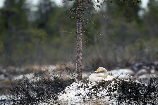 Whooper swan. Cygnus cygnus. Whooper swan on the nest in early summer during a snowfall. Kuusamo area. Finland