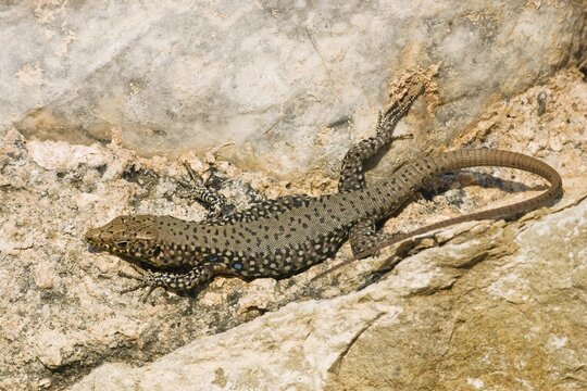 Lizard (Lacertidae), Peloponnese, Greece, Europe