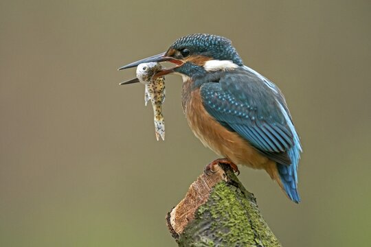 Common kingfisher (Alcedo atthis) sitting on a branch with captured fish in his beak, Germany
