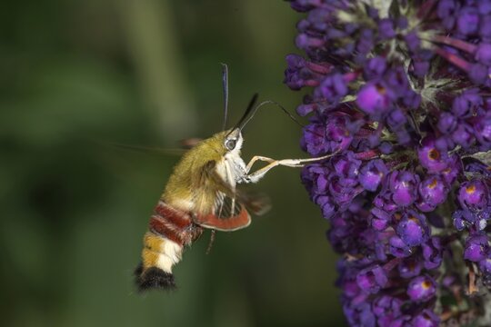 A bumblebee hawkmoth (Hemaris fuciformis) sucking nectar from a flower of the butterfly bush, Baden-W&uuml;rttemberg, Germany
