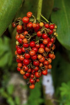 Red coffee berries (Rubiaceae) in the Botanic Garden of Bom Sucesso, Sao Tome, Sao Tome and Principe, Atlantic ocean