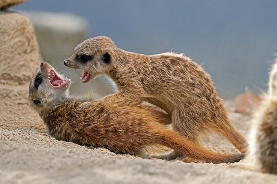Meerkat (Suricata suricatta) fighting, captive, Germany