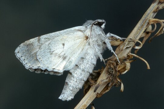 Miller Moth (Acronicta leporina), Tirol, Austria