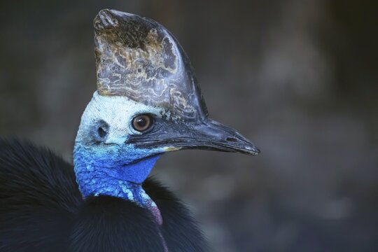 Southern cassowary (Casuarius casuarius) portrait, New south Wales, Australia