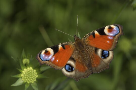 European peacock (Inachis io) sunbathing, Baden-W&uuml;rttemberg, Germany