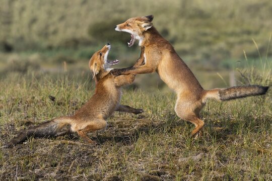 Two fighting (Vulpes vulpes) with wide open mouth, Province of North Holland, Zandvoort, Netherlands
