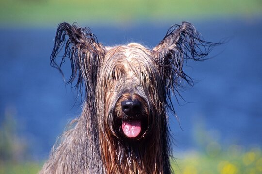 Wet dog, Seefeld, Tyrol, Austria, Europe