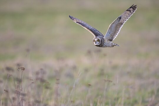 01_ (Asio flammeus) in flight over a meadow, Goldenstedter Moor, Lower Saxony, Germany