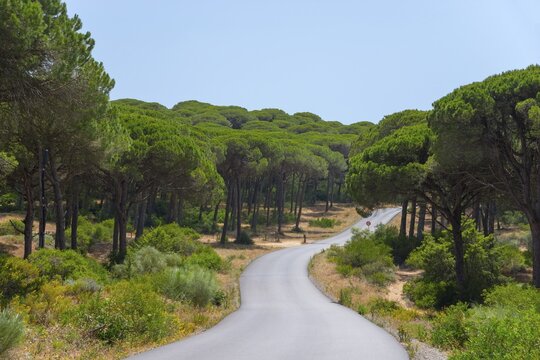 A narrow road runs through a dense, sunny forest with tall, green trees, La Bre&ntilde;a y Marismas del Barbate Natural Park, near Los Ca&ntilde;os de Meca, province of C&aacute;diz, Costa de la Luz, Andalusia, Spain