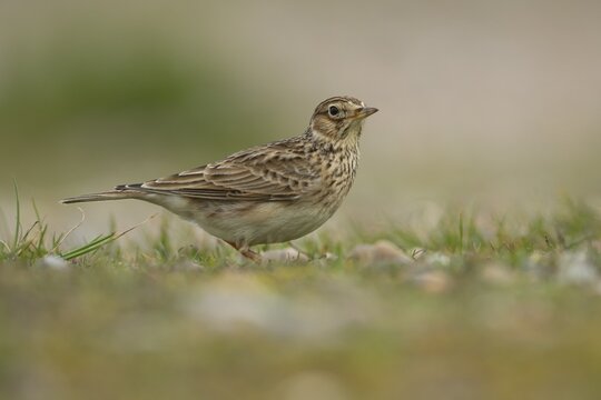 Eurasian skylark (Alauda arvensis) adult bird on grassland, England, United Kingdom