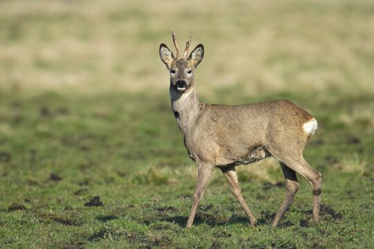 European roe deer (Capreolus capreolus), roebuck, changing hair, Vechta, Lower Saxony, Germany