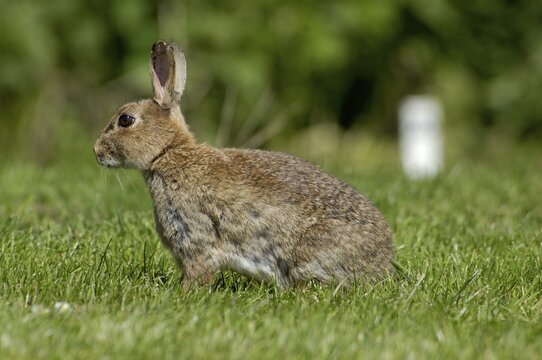 Rabbit Oryctolagus cuniculus sued-west England