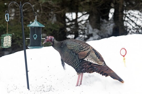 Wild turkey (Meleagris gallopavo), male feeding at a bird feeder, city of Saint-Mathieu du Parc, province of Quebec, Canada,