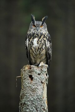 Eurasian eagle-owl (Bubo bubo), sitting on a tree, Czech Republic