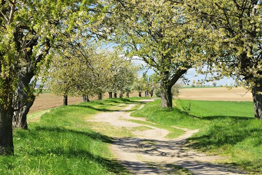 Cultural landscape, field path with blossoming cherry trees (Prunus) through fields in spring, blue sky with clouds, near Sandersleben, Saxony-Anhalt, Germany