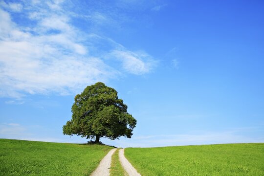 Field path through green fields leads to solitary linden tree (Tilia) on hill, blue sky, near Mindelheim, Allg&auml;u, Bavaria, Germany