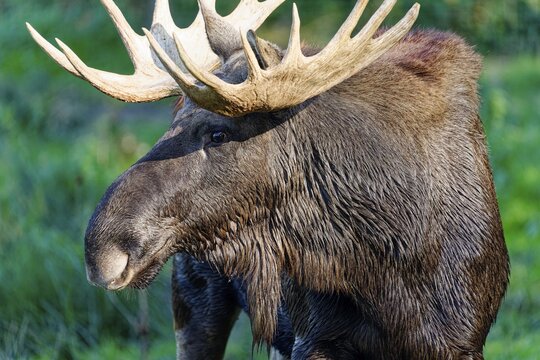 European elk (Alces alces), bull during the rut, animal portrait