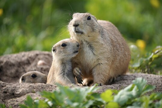 Black-tailed Prairie Dog (Cynomys ludovicianus) young with adult at burrow, Germany