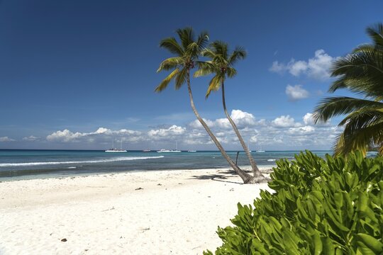 Dream beach, sandy beach with palm trees and turquoise sea, Parque Nacional del Este, Isla Saona, Dominican Republic, Caribbean