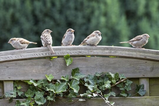 House sparrows (Passer domesticus) on a garden fence, Lower Saxony, Germany