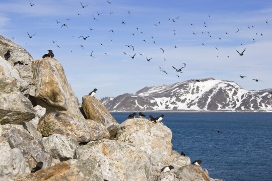 Little Auks (Alle alle), Spitsbergen, Norway, Europe