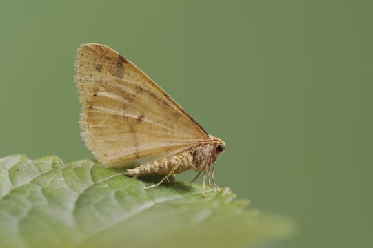 Scarce umber (Agriopis aurantiaria), male, North Rhine-Westphalia, Germany