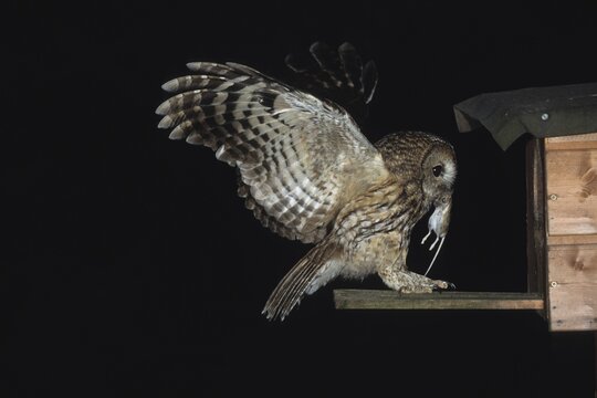 Tawny Owl (Stryx aluco) carrying Wood Mouse prey (Apodemus sylvaticus) to its nest