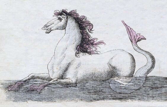 Seahorse, mythical creature, hand-coloured copperplate engraving from Friedrich Justin Bertuch's picture book for children, Vienna 1801