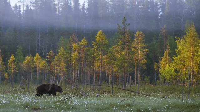 Brown bear (Ursus arctos ) in a bog with fruiting cotton grass on the edge of a boreal coniferous forest, Suomussalmi, Karelia, Finland