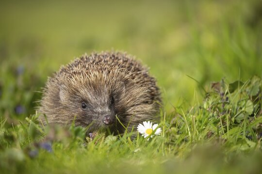 European hedgehog (Erinaceus europaeus) adult walking in a meadow with Spring flowers, Suffolk, England, United Kingdom