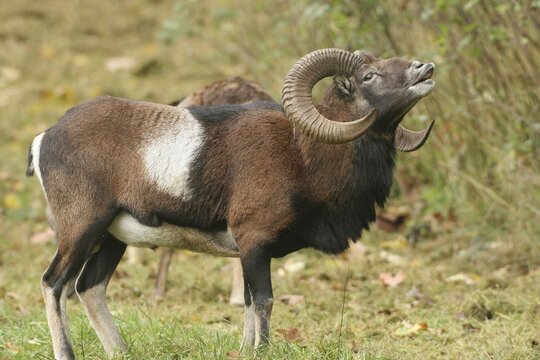 Mouflon ram (Ovis ammon musimon), flehmen response during rut