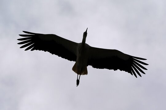 White stork (Ciconia ciconia) flying, silhouette, Hesse, Germany