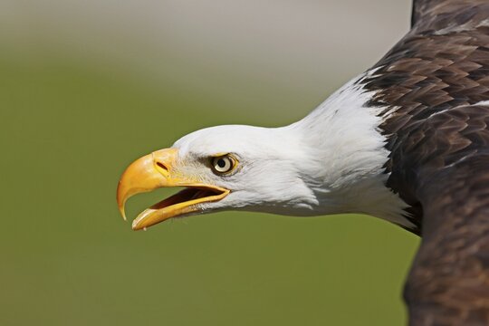 Bald eagle (Haliaeetus leucocephalus), animal portrait, captive, Germany