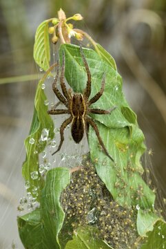 Raft Spider (Dolomedes fimbriatus), Lake Riedenersee, Lechtal, Tyrol, Austria, Europe