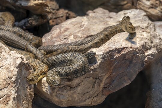 Aesculapian snake (Zamenis longissimus), Alpine Zoo, Innsbruck, Tyrol, Austria