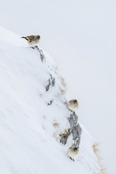 Snowfinches (Montifringilla nivalis) in winter, Hafelekar, Karwendel mountains, Tyrol, Austria