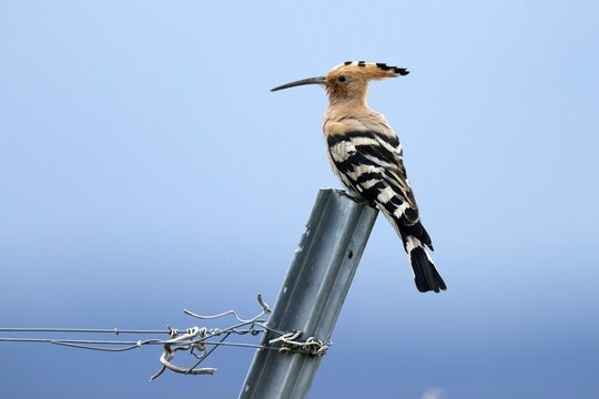 Hoopoe (Upupa epops) sitting on a post, Rhineland-Palatinate, Germany