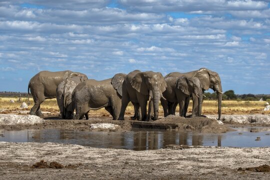 Elephants (Loxodonta africana) at waterhole in Nxai Pan National Park, Botswana