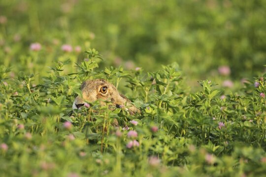European hare (Lupus europaeus) in Red clover field (Trifolium pratense) Wachau, Lower Austria, Austria