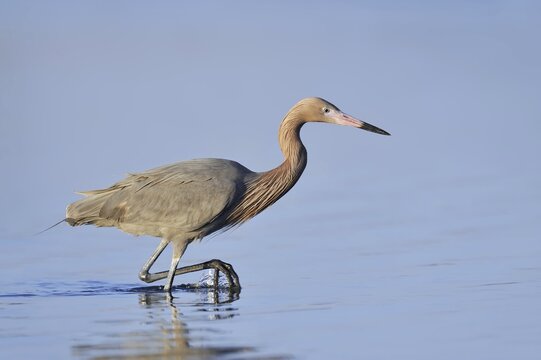 Blue-footed Heron or Reddish Egret (Dichromanassa rufescens, Egretta rufescens), Florida, USA