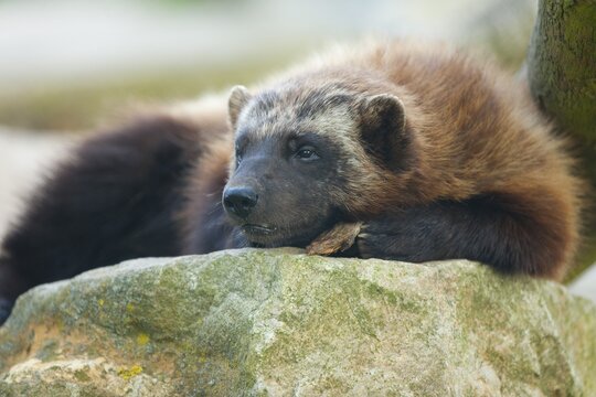 Wolverine or J&auml;rv (Gulo gulo), captive, Lower Saxony, Germany