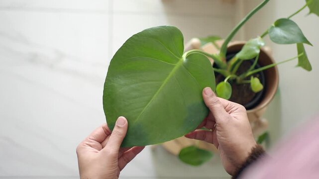 Caring for a large plant leaf indoors in a home setting