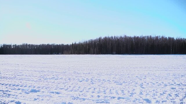 Iditarod sled dog team racing in Alaska