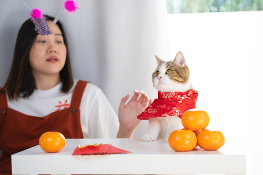 chinese new year concept with asian woman play with cat wearing red chinese traditional cloth with red envelope orange and gold on table