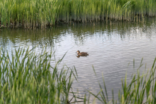 Mallard ducklings swimming. Juvenile mallards glide amidst flora. Young ducks paddle near reeds with gentle ripples. Ducklings swim calmly among plants under sunny summer skies