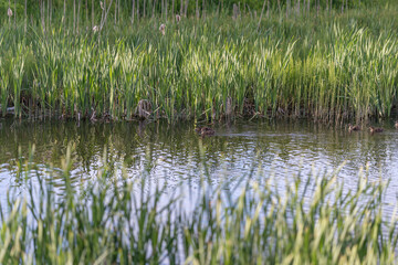 Obraz premium Peaceful shimmering landscape. Serene waters with reeds glowing. Calm reflective pond bathed in warm sunlight. Quiet shoreline with gentle waves and golden glow