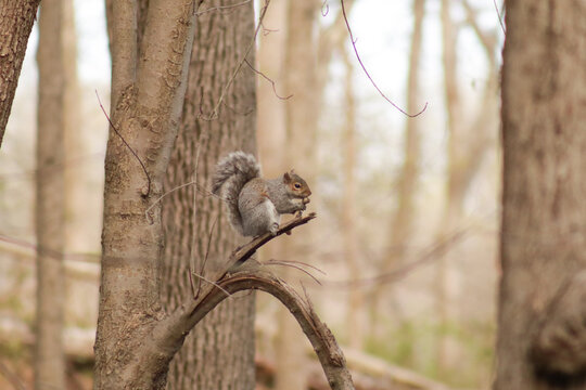 Squirrel eating  or chewing on something while perched on a broken, bended branch in the woods in spring.  Looks like the object it is holding is possible a mushroom.