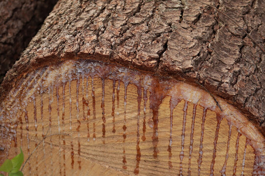 Close up of a cut log with sap drip