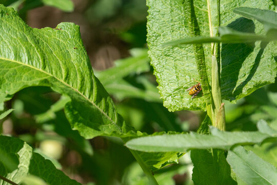 peaking through a dense understory of wild ground cover plants along a forrest edge trail, we encounter the back half of a murder hornet, their phat thorax sticking out while on a leaf